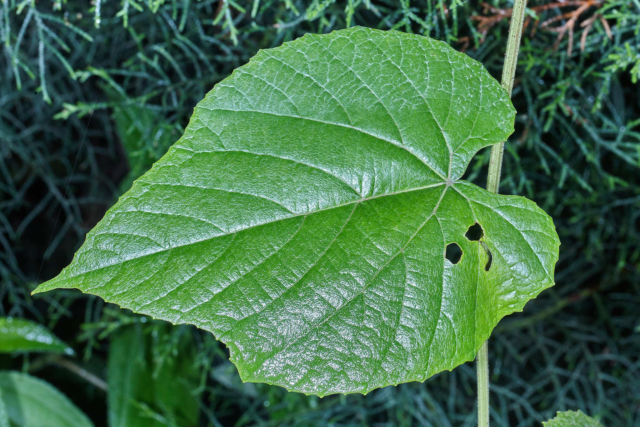 Vitis tiliifolia